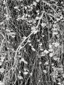 Cottonwood Tree Detail