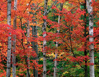 Autumn Maples & Birches