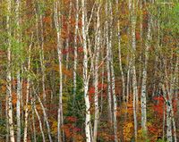 Autumn Transition