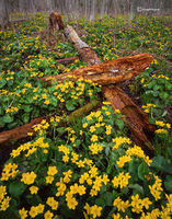 The Marigold Forest