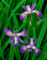 Prairie Iris