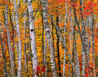 The Birch Forest