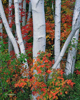 Autumn Birches