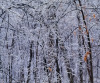 Crystal Forest