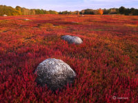 Wild Blueberry Field