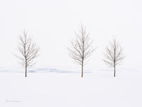 Dormancy