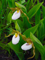 Little Lady Slippers