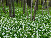 Trillium Grandiflorum