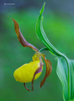 Yellow Lady Slipper