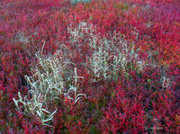Autumn Blueberries & Grasses