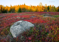 Blueberry Field & Boulder