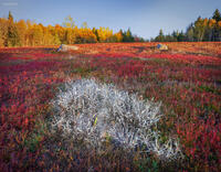 White Grass & Wild Blueberry Leaves