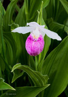 Wild Showy Lady Slipper Orchid