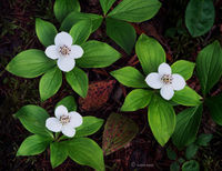 Wild Bunchberry Plants