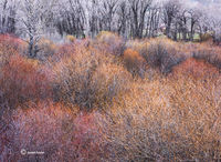 Late Winter Willows