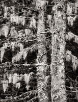 Moss and lichens Drape A Conifer Tree