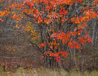 Orange Maple