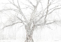 Canyon Snow Storm