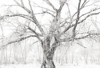 Old Cottonwood Tree