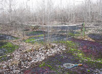Abandoned Tennis Courts II