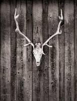 Elk Skull & Barn