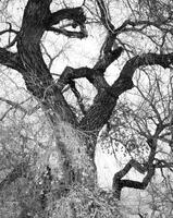 Old Cottonwood Tree