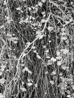 Cottonwood Tree Detail