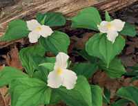 Three Wild Trillium