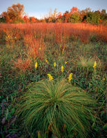 Prairie Autumn