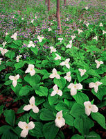 Trillium & Blue Eyed Marys