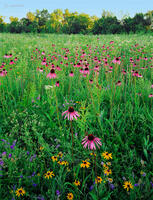 Dawn on the Prairie