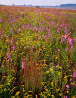 Autumn on the Prairie