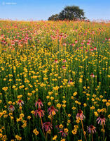  Fruits of the Prairie