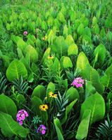 Prairie Elephant Ears