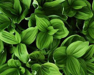 Corn Lilies