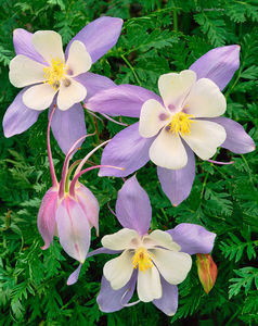 Colorado Blue Columbine