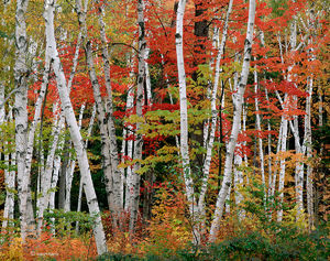 Autumn Birches & Maples