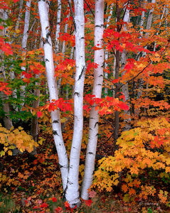 The Three Birches