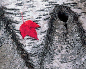 Lone Maple Leaf