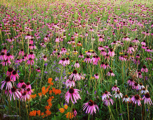 Prairie Explosion