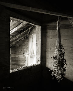 Drying Seedheads