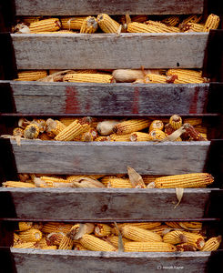 Corn Crib Door