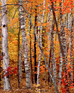 Autumn's Canvas