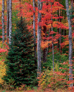 Balsam Fir & Maples, Autumn