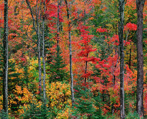 The Autumn Forest