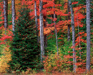 Balsam Fir, Autumn