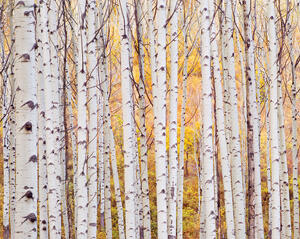 Autumn Transition