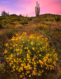 The Desert's Gift