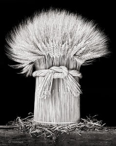 Sheaf of Wheat