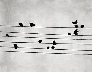 Birds On A Wire